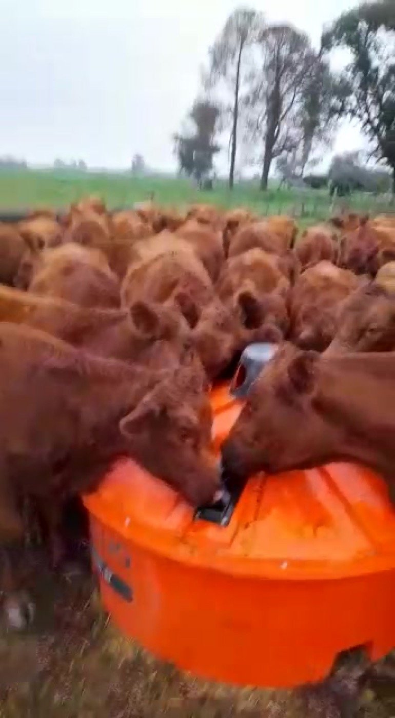 Ganado alimentándose en comederos en el campo